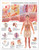 Understanding Type 2 Diabetes Chart / Poster - Laminated / DT2100