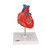 Classic Anatomical Heart Model G08 - 3B Scientific