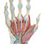 Hand Skeleton Model with Ligaments and Muscles (4 part)
