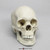 Human Female Asian Skull Model