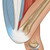 Standing Quad Stretch Chart / Poster - Laminated