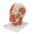 Head Musculature Model with Nerves