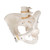 Lateral View of The Female Pelvis Model with Vertebrae