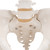 the hip bone, sacrum with coccyx, and two lumbar vertebrae