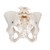 Posterior of The Female Pelvis Model with Vertebrae