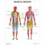 Exercise Collection Posters - muscle groups