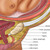 Details of pregnancy & birth poster for midwifery & medical education