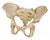 Child Pelvis Model (5 years old)