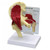 Hip Joint Model with Muscles 1310