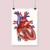Heart Anatomy Illustration Fine Art Print