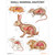 Small Mammal Anatomy Chart