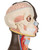 Anatomically accurate head consisting of 3 parts
