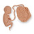 Foetus Model (20 weeks)