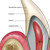 Feline Dental Anatomy Chart / Poster - Laminated