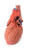 Heart with Trachea and Bronchi 3D Printed Anatomy Model MP1710