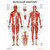 Laminated Muscular Anatomy Chart