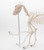 Canine Skeleton Model - Showing Movable Joints