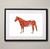 Equine Muscular Anatomy Fine Art Illustration Print