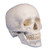 4505 numbered skull model