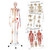 Skeleton Anatomy Collection Bundle Image