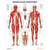 Muscular Anatomy Poster