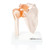 Anatomical Joint Model Collection - Shoulder