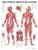 Laminated Female Muscular System Anatomical Chart