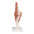 Flexible Anatomical Knee Model