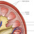 Urinary System Anatomy Chart / Poster - Laminated