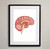 Brain Anatomy Fine Art Illustration Print