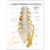 Life-size spine model with full lumbar nerve, right sacral nerve and sciatic branch