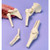 Miniature Joint Models (Set Of 4)