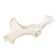 Horse Pelvis (Equus Ferus Caballus)