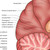 Brain Poster Anatomical - Detail of Parietal and Occipital Lobe