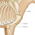 Dog Anatomy Poster - Showing Humerus,  Scapula, Olecranon