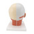 Head Musculature Model