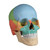 Coloured Osteopathic Skull Model (22 part)