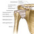 Right Shoulder Details of Ligament of Joints Poster