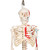 Shorty Mini Skeleton Model with Painted Muscles on Hanging Stand