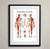 Musculoskeletal Anatomy Fine Art Print  Framed