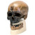 Cro-Magnon Anthropological Skull Model