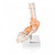Foot & Ankle Anatomy & Pathology Collection
