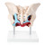 Budget Pelvis Model with Organs and Pelvic Floor Muscles