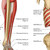 Muscle and Skeleton Details of A Musculoskeletal Poster