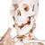 Skeleton with removable teeth