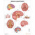 Brain Anatomy Laminated Poster