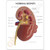 Kidney anatomy model is displayed on a base and with an educational key card