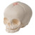 Foetal Skull Model (30th week)