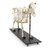 Cow Skeleton (Bos Taurus)