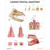Laminated Canine Dental Anatomy Chart for Veterinary Education